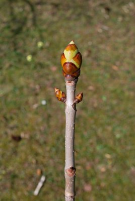 Aesculus x carnea 'Briotii - jírovec pleťový - pupen